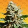 KUSH MINTZ FAST · Original Sensible Seeds · kaufen cannabis samen · Fem