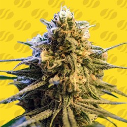 LEMON OASIS AUTO · Original Sensible Seeds · graines de cannabis · AutoFem