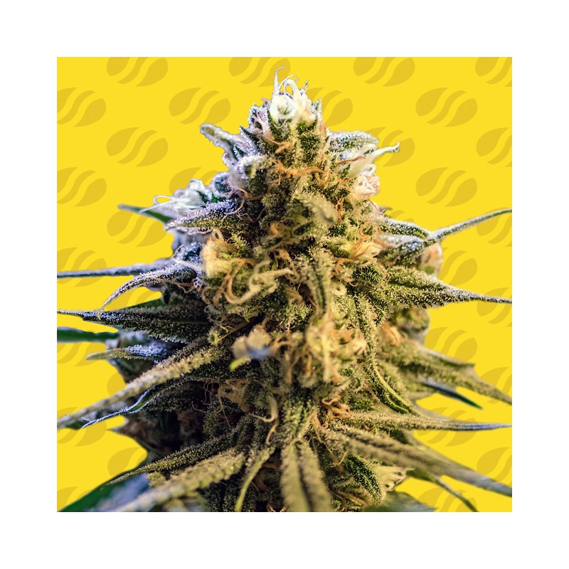 LEMON OASIS AUTO · Original Sensible Seeds · graines de cannabis · AutoFem