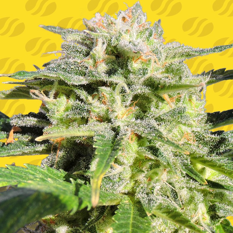LEMONBERRY HAZE AUTO · Original Sensible Seeds · kaufen cannabis samen · AutoFem