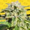 LEMONBERRY HAZE AUTO · Original Sensible Seeds · sementes de maconha · AutoFem