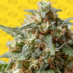 OG EDDY LEPP AUTO · Original Sensible Seeds · kaufen cannabis samen · AutoFem