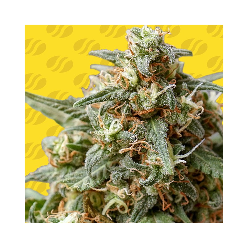 OG EDDY LEPP AUTO · Original Sensible Seeds · sementes de maconha · AutoFem