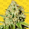 ORANGE DIESEL AUTO · Original Sensible Seeds · graines de cannabis · AutoFem