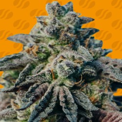 PEANUT BUTTER OGKB · Original Sensible Seeds · sementes de maconha · Fem