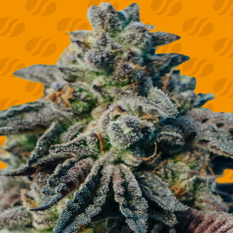 PEANUT BUTTER OGKB · Original Sensible Seeds · cannabis seeds · Fem