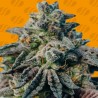 PEANUT BUTTER OGKB · Original Sensible Seeds · cannabis seeds · Fem