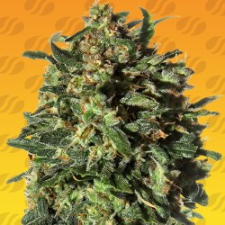 PEANUT BUTTER OGKB FAST · Original Sensible Seeds · graines de cannabis · Fem