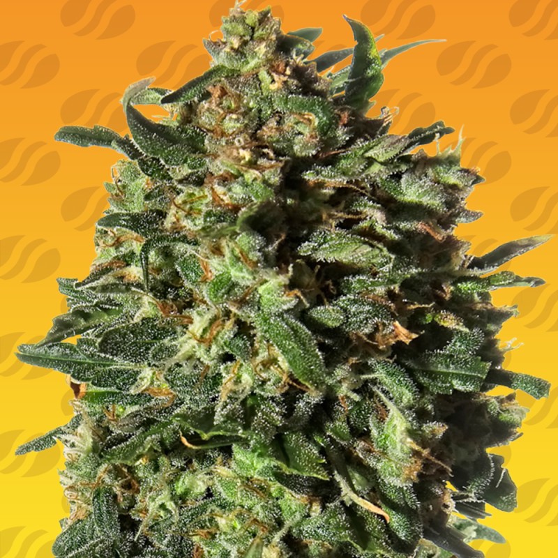 PEANUT BUTTER OGKB FAST · Original Sensible Seeds · kaufen cannabis samen · Fem