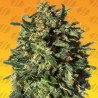 PEANUT BUTTER OGKB FAST · Original Sensible Seeds · kaufen cannabis samen · Fem