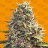 PELLEZINO COOKIES · Original Sensible Seeds · sementes de maconha · Fem