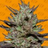 PINK ROZAY · Original Sensible Seeds · graines de cannabis · Fem