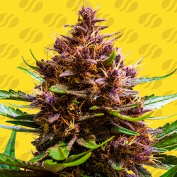 PINK ROZAY X STRAWBERRY BANANA AUTO · Original Sensible Seeds · kenevir tohum · Disi · AutoFem