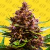 PINK ROZAY X STRAWBERRY BANANA AUTO · Original Sensible Seeds · graines de cannabis · AutoFem