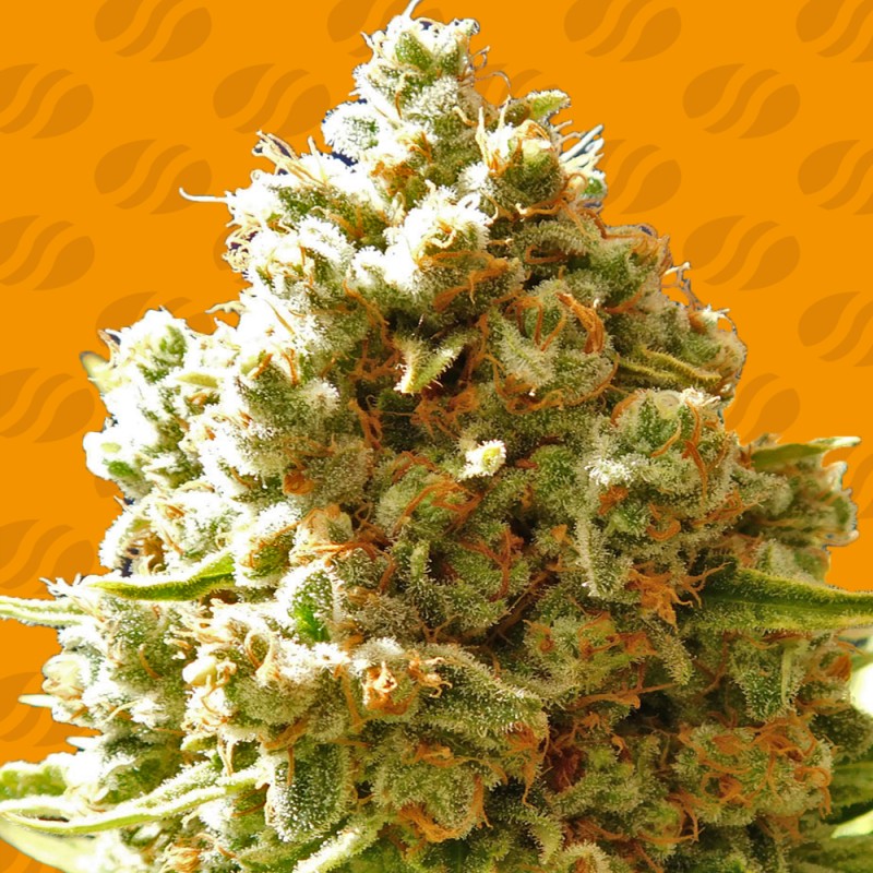 PURE KUSH · Original Sensible Seeds · graines de cannabis · Fem