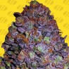 PURPLE HAZE AUTO · Original Sensible Seeds · graines de cannabis · AutoFem