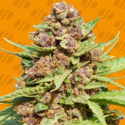 PURPLE PUNCH COOKIES · Original Sensible Seeds · cannabis seeds · Fem