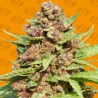 PURPLE PUNCH COOKIES · Original Sensible Seeds · kenevir tohum · Disi · Fem