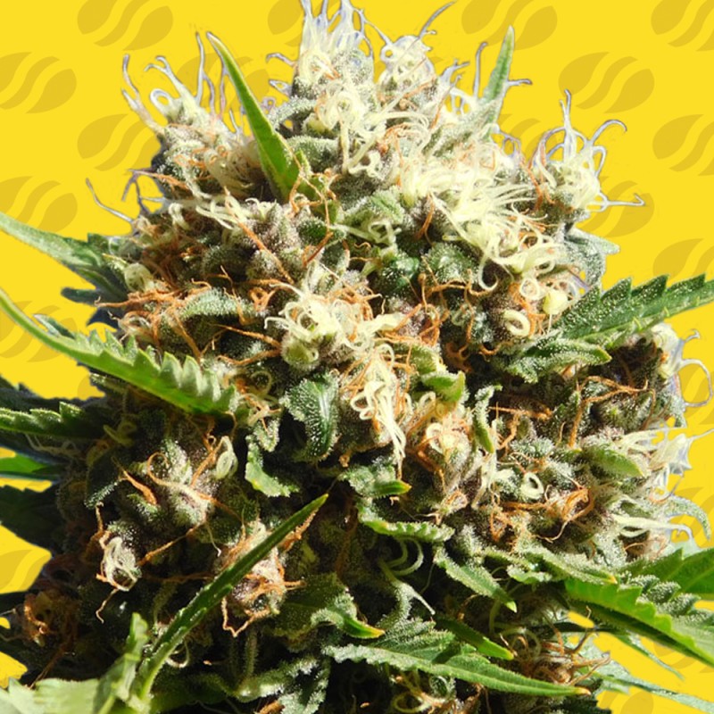 RUNTZ AUTO · Original Sensible Seeds · kaufen cannabis samen · AutoFem