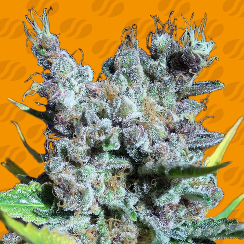 RUNTZ GUM · Original Sensible Seeds · kaufen cannabis samen · Fem