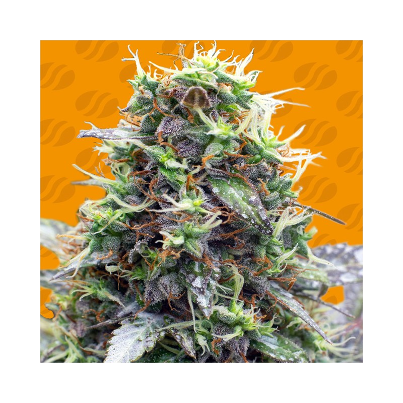 SHERBET MOONROCKS · Original Sensible Seeds · sementes de maconha · Fem