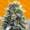 SHERBET MOONROCKS · Original Sensible Seeds · graines de cannabis · Fem