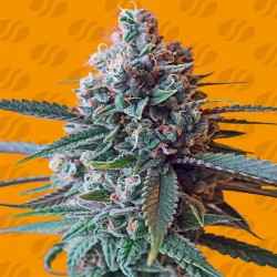 SLAPZ · Original Sensible Seeds · graines de cannabis · Fem