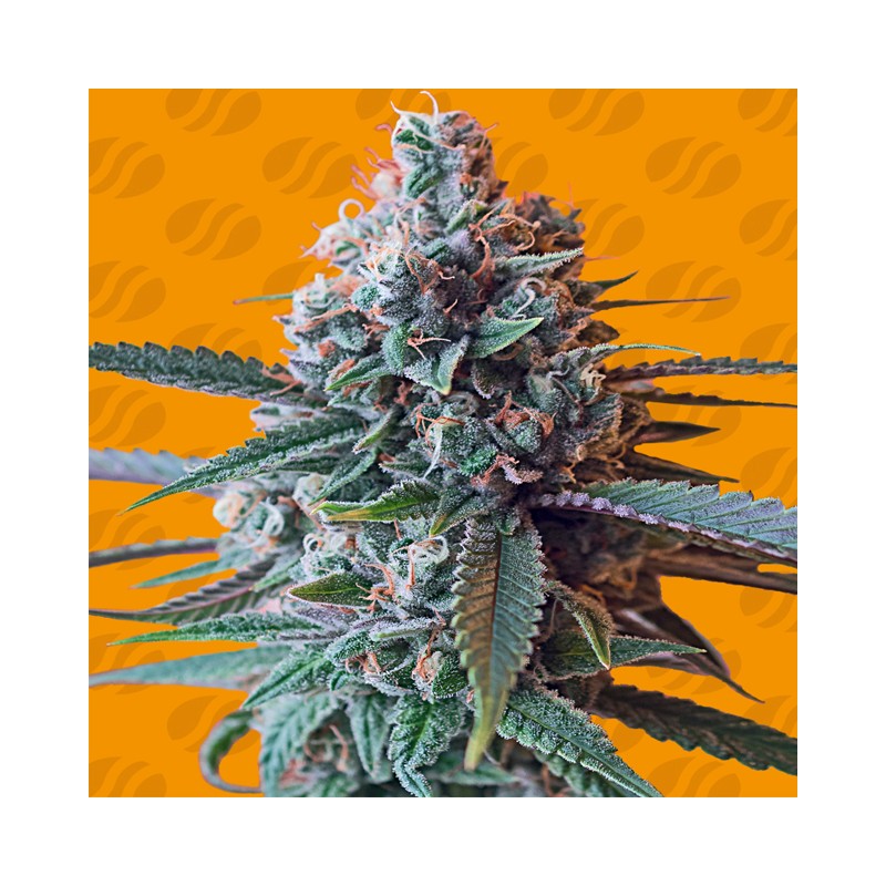 SLAPZ · Original Sensible Seeds · sementes de maconha · Fem