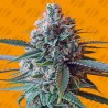 SLAPZ · Original Sensible Seeds · graines de cannabis · Fem