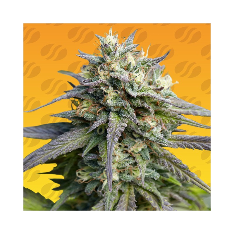 STRAWBERRY BANANA FAST · Original Sensible Seeds · sementes de maconha · Fem
