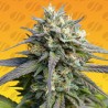 STRAWBERRY BANANA FAST · Original Sensible Seeds · sementes de maconha · Fem