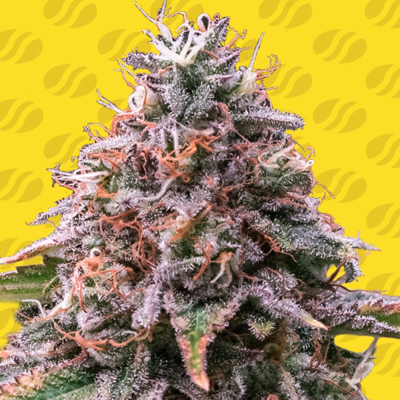 STRAWBERRY PIE AUTO · Original Sensible Seeds · graines de cannabis · AutoFem