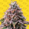 STRAWBERRY PIE AUTO · Original Sensible Seeds · graines de cannabis · AutoFem