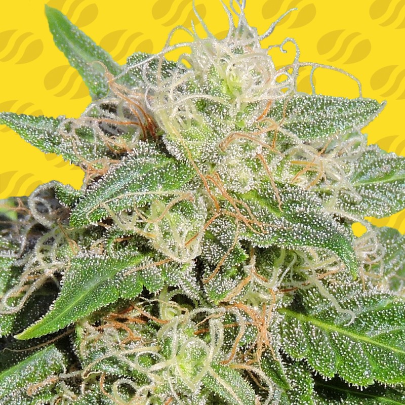 SUPER AUTO LEMON HAZE · Original Sensible Seeds · sementes de maconha · AutoFem