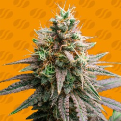 TIRAMISU · Original Sensible Seeds · kaufen cannabis samen · Fem