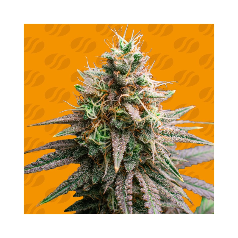 TIRAMISU · Original Sensible Seeds · kenevir tohum · Disi · Fem