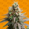 TIRAMISU · Original Sensible Seeds · kaufen cannabis samen · Fem