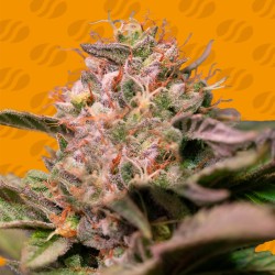 TROP CHERRY · Original Sensible Seeds · kenevir tohum · Disi · Fem