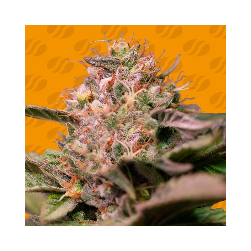 TROP CHERRY · Original Sensible Seeds · cannabis seeds · Fem