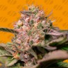 TROP CHERRY · Original Sensible Seeds · cannabis seeds · Fem
