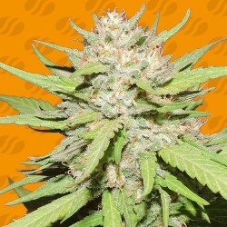 WEDDING CAKE · Original Sensible Seeds · sementes de maconha · Fem