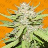 WEDDING CAKE · Original Sensible Seeds · graines de cannabis · Fem