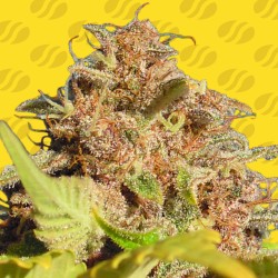 WEDDING CAKE AUTO · Original Sensible Seeds · kaufen cannabis samen · AutoFem