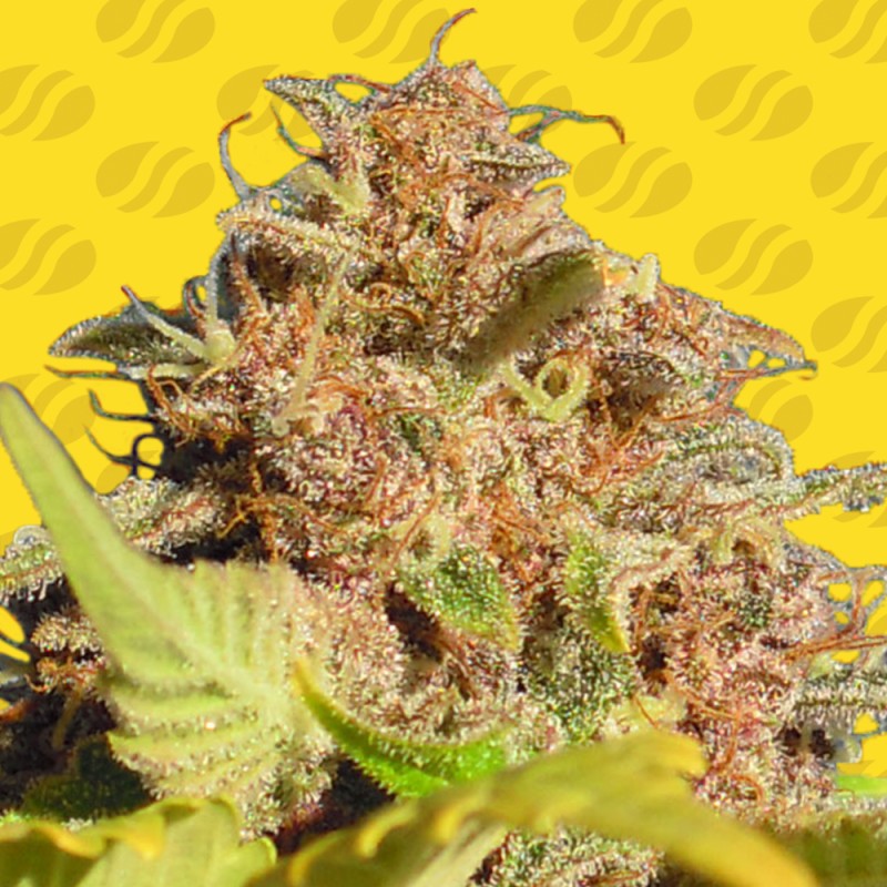 WEDDING CAKE AUTO · Original Sensible Seeds · kaufen cannabis samen · AutoFem