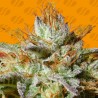 WEDDING COOKIES · Original Sensible Seeds · cannabis seeds · Fem