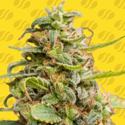 WHITE CRYSTAL METH AUTO · Original Sensible Seeds · kaufen cannabis samen · AutoFem