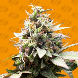 WHITE RASPBERRY TRUFFLE · Original Sensible Seeds · graines de cannabis · Fem