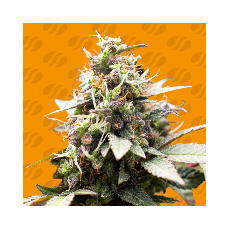 WHITE RASPBERRY TRUFFLE · Original Sensible Seeds · kaufen cannabis samen · Fem