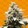 WHITE RASPBERRY TRUFFLE · Original Sensible Seeds · kenevir tohum · Disi · Fem
