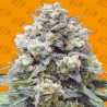 WHITE WIDOW + · Original Sensible Seeds · kenevir tohum · Disi · Fem